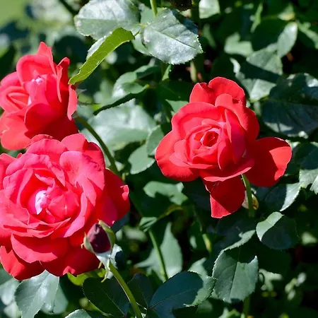 Haus Schroll Apartamento *