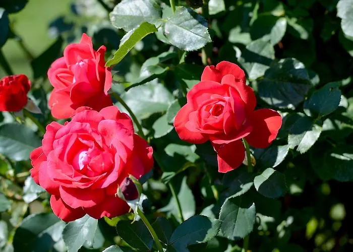 Haus Schroll דירה *